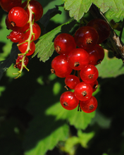 Load image into Gallery viewer, Bound To Glow
