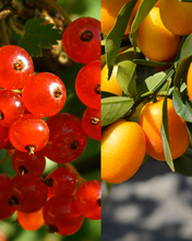 Load image into Gallery viewer, Bound To Glow
