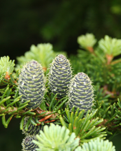 Load image into Gallery viewer, All That Glows Duo
